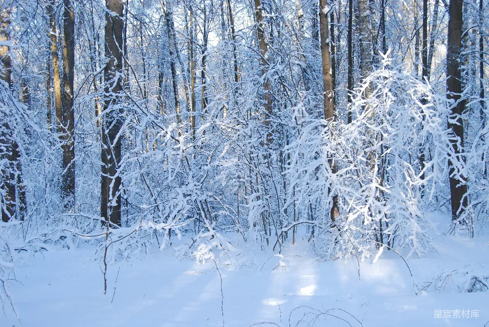 高清摄影 雪景 冬季 森林 宁静 自然 雪覆林间静谧冬景