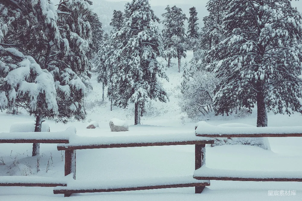 高清摄影 雪景 冬季 自然 宁静 户外 雪后的宁静森林