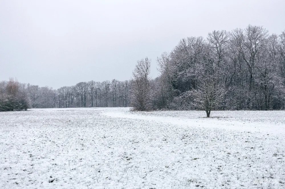 高清摄影 雪景 田野 冬季 宁静 自然 雪后静谧的田野