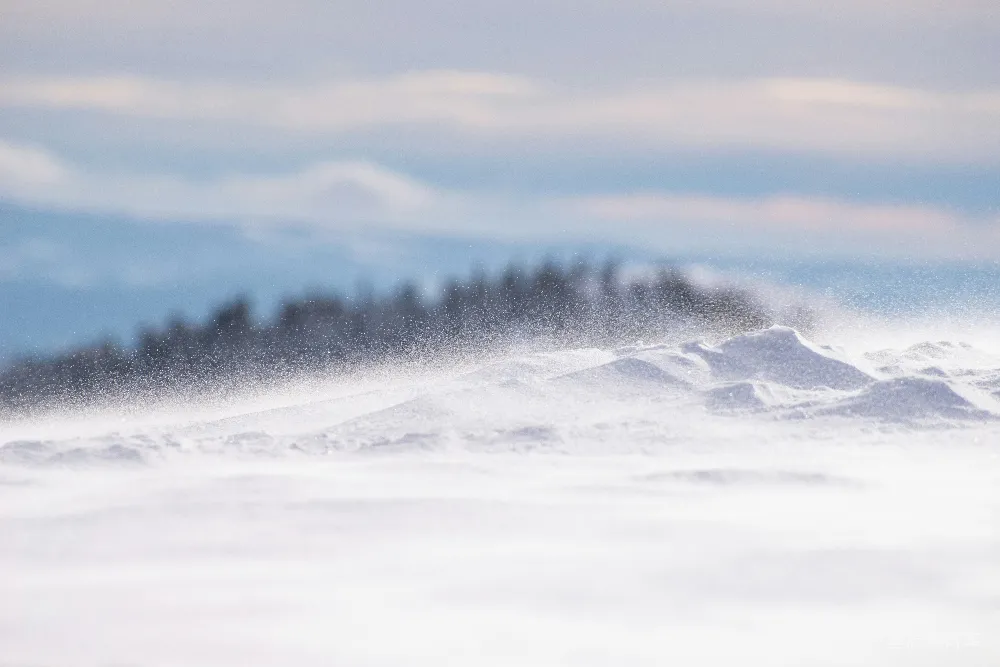高清摄影 雪景 冬季 自然风光 风雪 户外 冬日雪景中的风雪飘扬