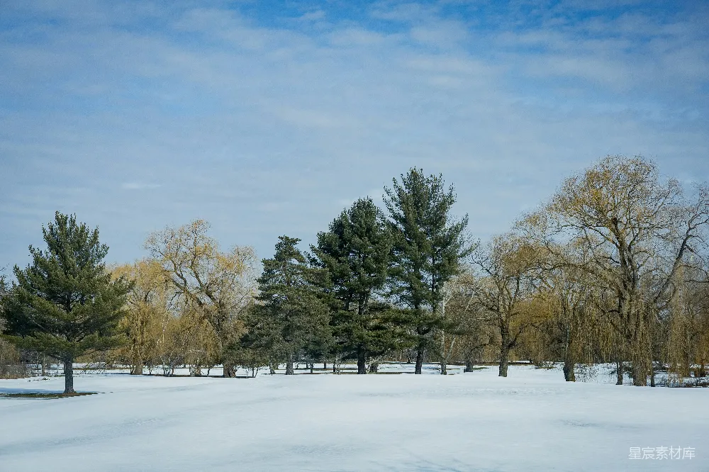 高清摄影 雪景 冬日 自然 宁静 户外 冬日树影下的宁静
