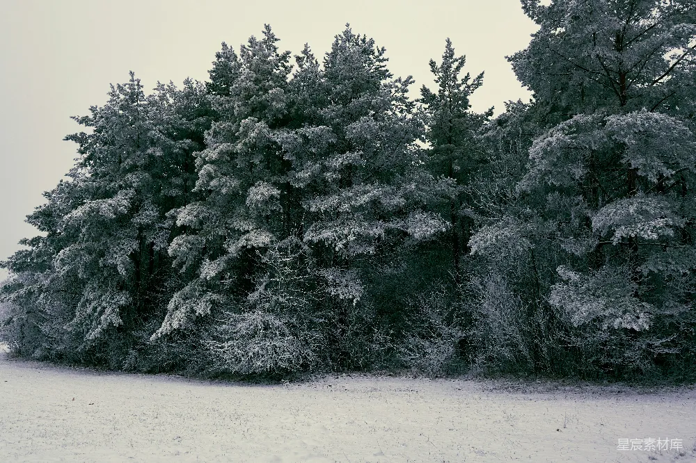 高清摄影 冬天 雪景 森林 自然 宁静 冬日雪景中的森林