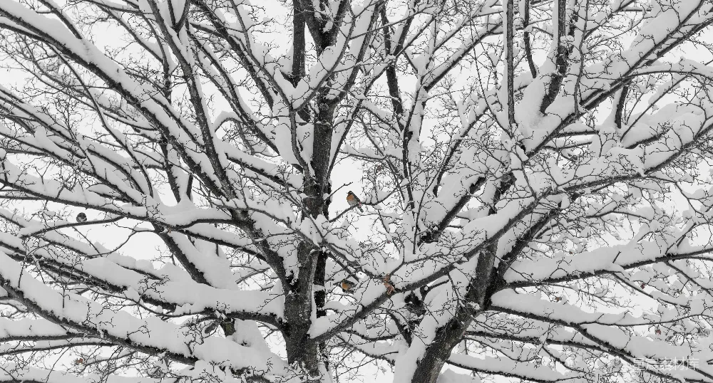 高清摄影 雪景 鸟儿 自然 冬季 静谧 冬日雪景中的鸟儿