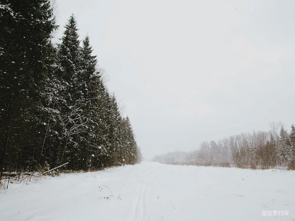 高清摄影 冬季 森林 雪景 宁静 自然 雪落林间，静谧冬日