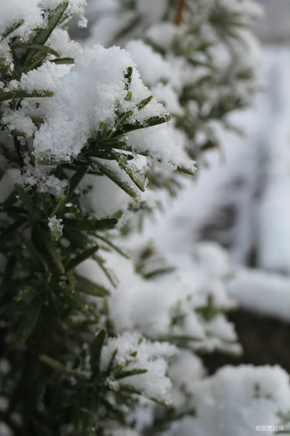 高清摄影 雪景 植物 冬季 自然 清新 冬日雪景中的绿植