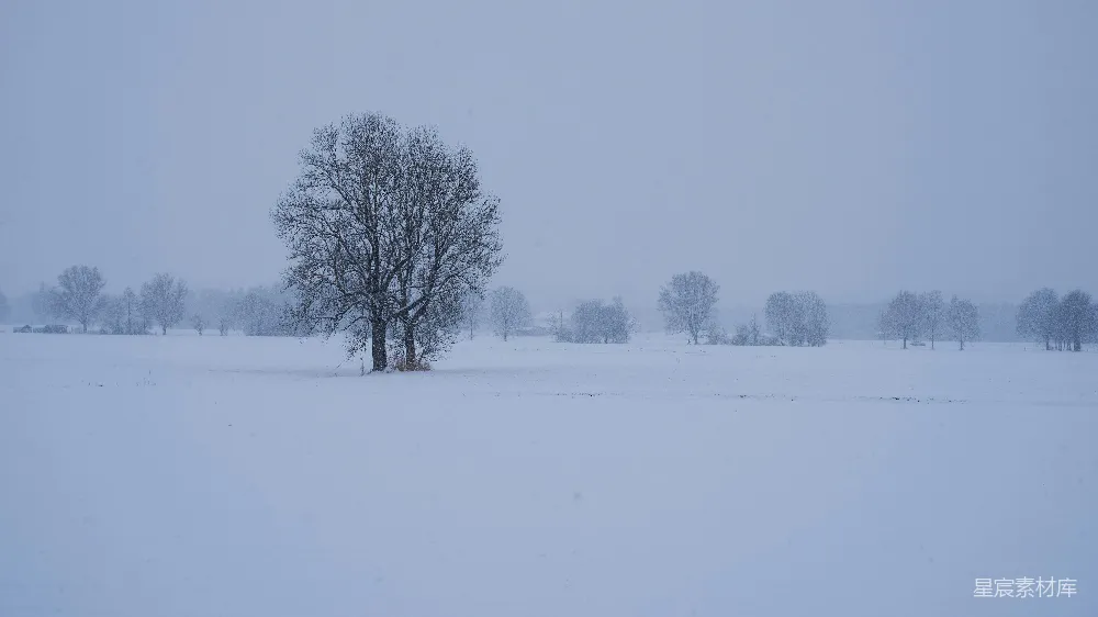 高清摄影 冬季 雪景 自然 宁静 孤独 雪中孤树