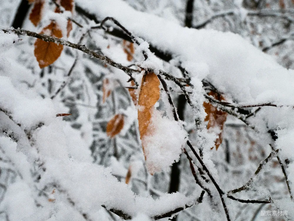高清摄影 雪景 枯叶 冬季 自然 宁静 冬日雪景中的枯叶