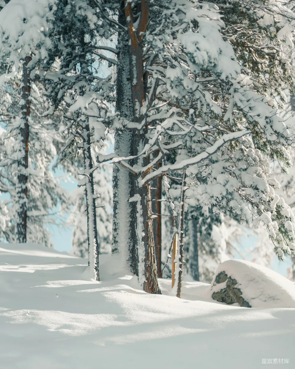 高清摄影 雪景 森林 冬季 自然 宁静 冬日雪林