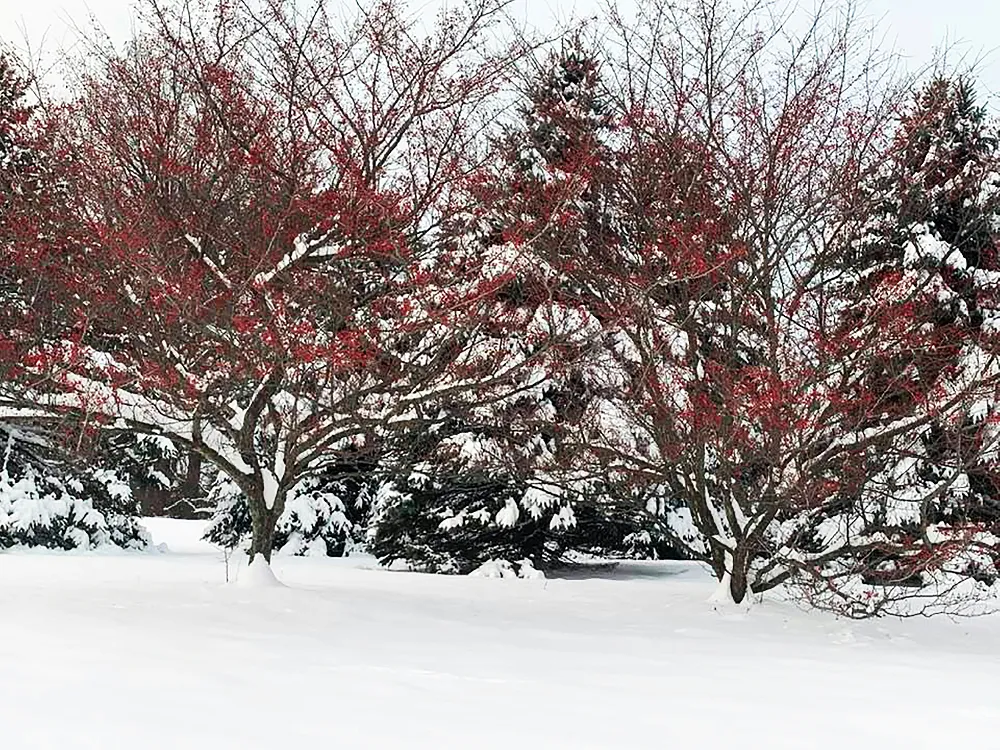高清摄影 冬日雪景 红色果实 自然风光 冬季美景 户外摄影 冬日雪景中的红色果实