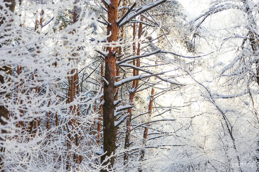 高清摄影 冬日 森林 雪景 自然 宁静 冬日森林的静谧时光