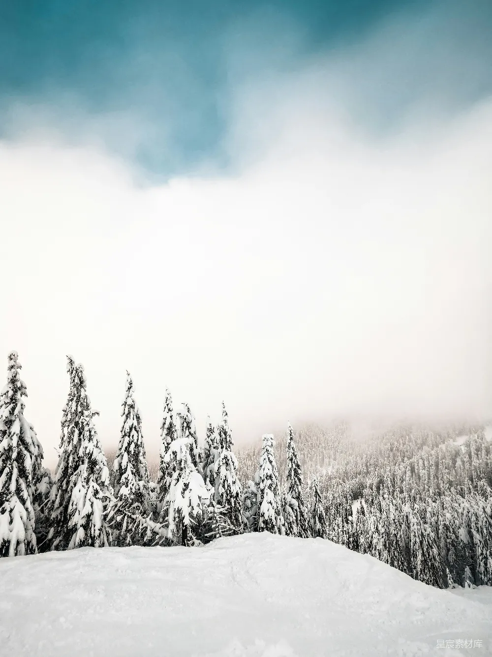 高清摄影 雪景 自然风光 冬季 户外 宁静 雪后的松林与蓝天