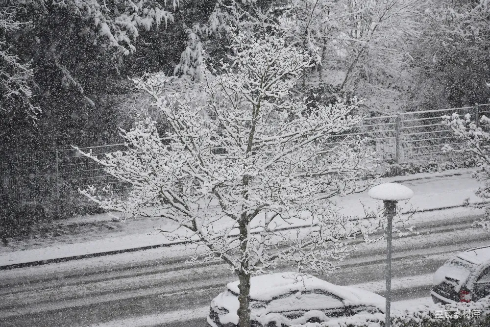 高清摄影 雪景 冬季 自然风光 宁静 户外 雪中的树木