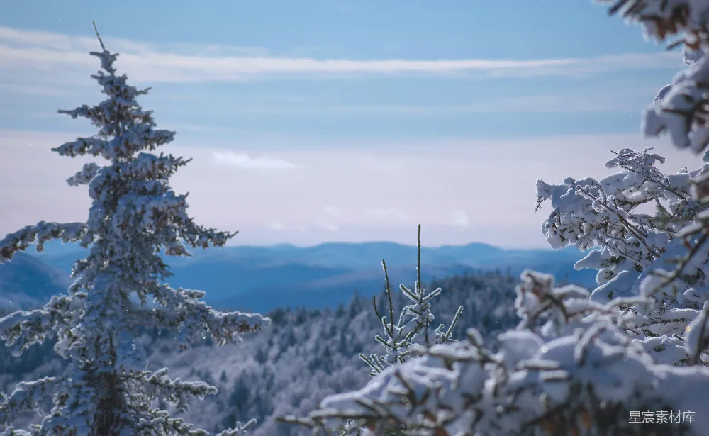 高清摄影 雪景 自然风光 冬季 户外 宁静 冬日雪景中的松树