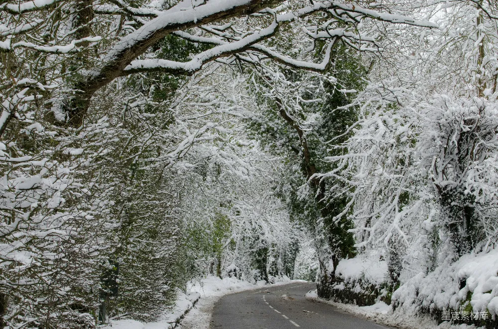 高清摄影 雪景 自然风光 冬季 森林 宁静 雪覆盖的林间小路