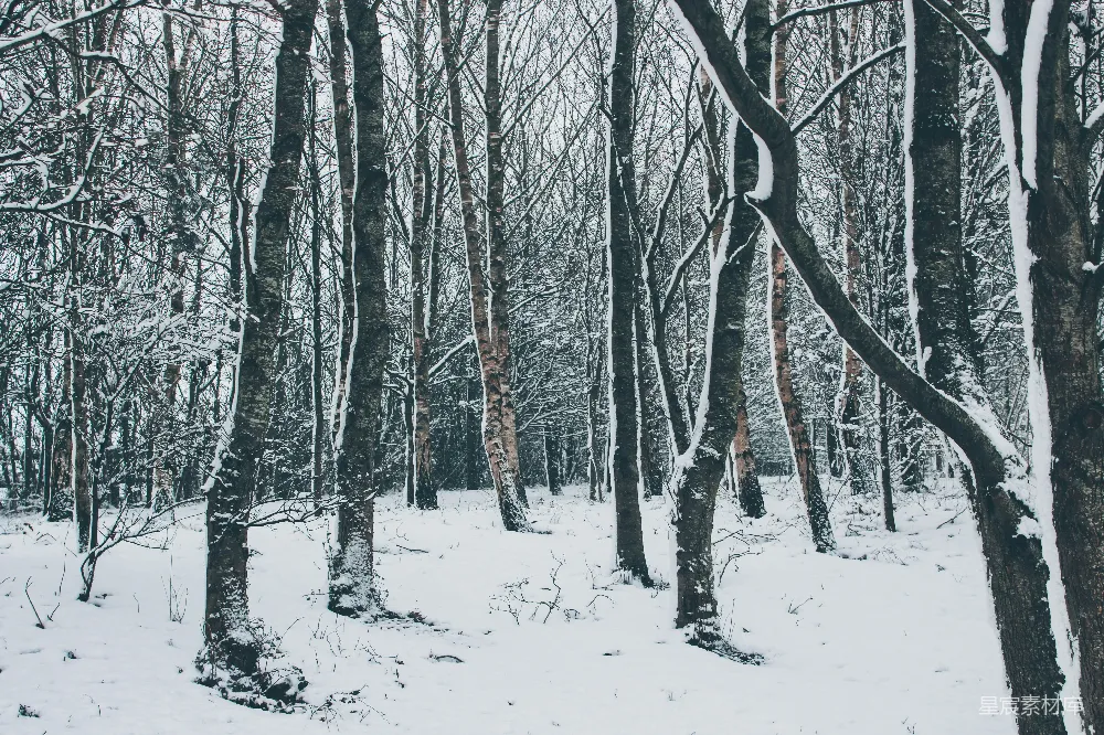 高清摄影 雪景 森林 宁静 冬季 自然 冬日雪林静谧之美
