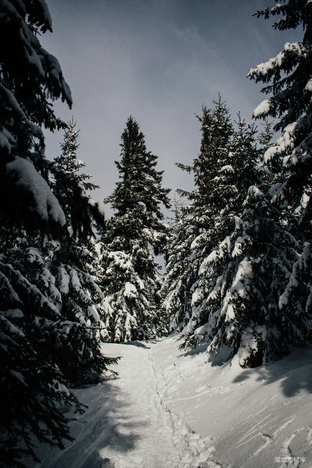 高清摄影 冬季 自然 森林 雪景 宁静 雪覆盖的松树林