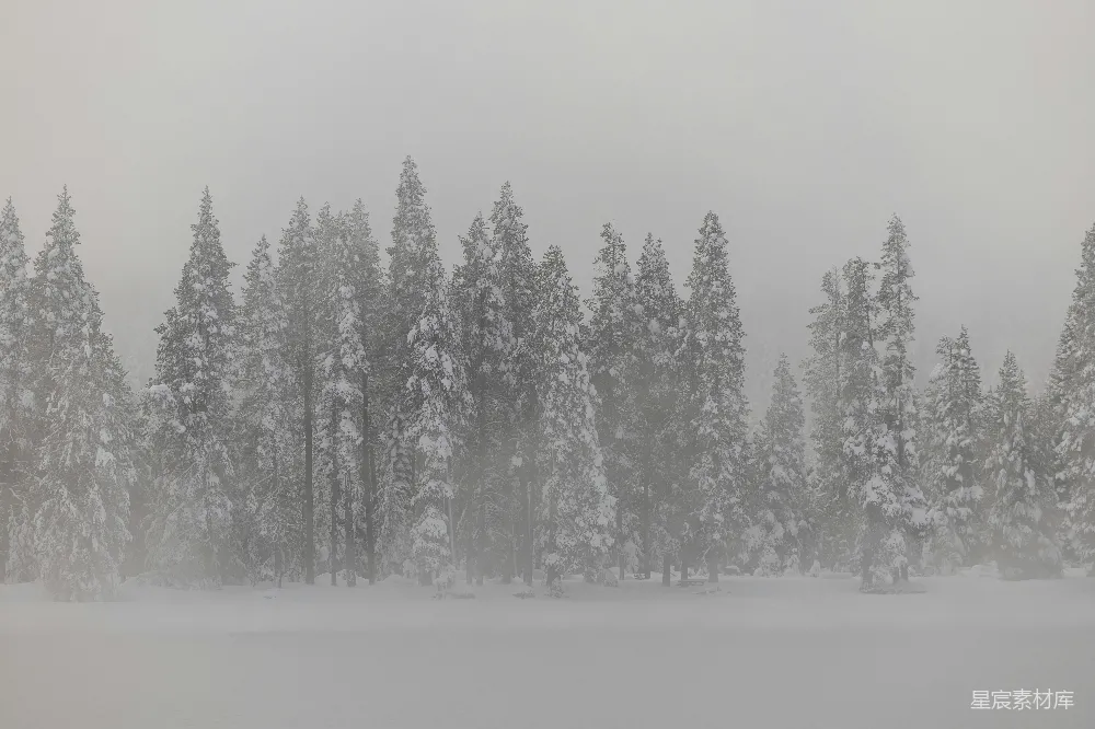 高清摄影 雪景 冬季 自然风光 宁静 户外 雪中松林