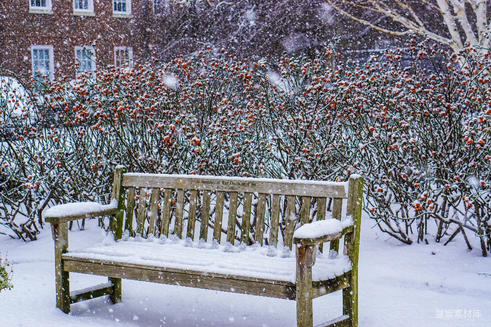 高清摄影 雪景 冬季 自然 静谧 怀旧 雪中的木椅与红果灌木