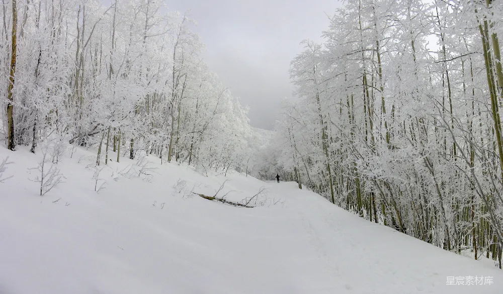 高清摄影 雪景 森林 冬季 自然风光 宁静 雪景中的森林小径