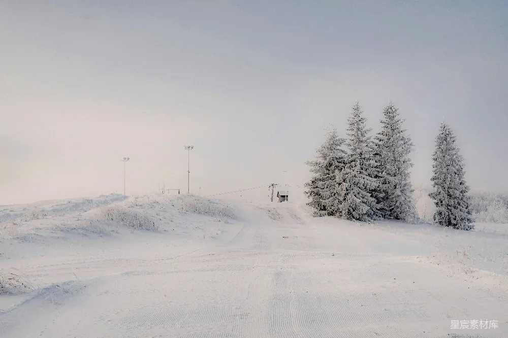 高清摄影 冬季 雪景 自然风光 户外 宁静 冬日雪景中的松树