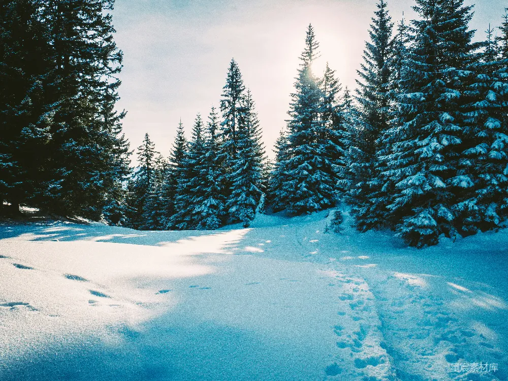 高清摄影 冬景 自然 森林 雪景 宁静 冬日松林