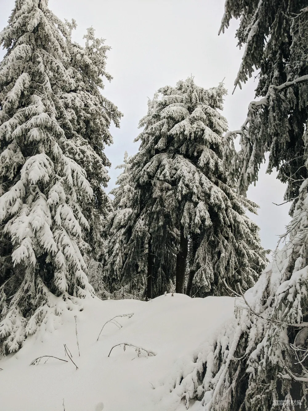 高清摄影 雪景 松树 自然风光 冬季 宁静 雪后的松林