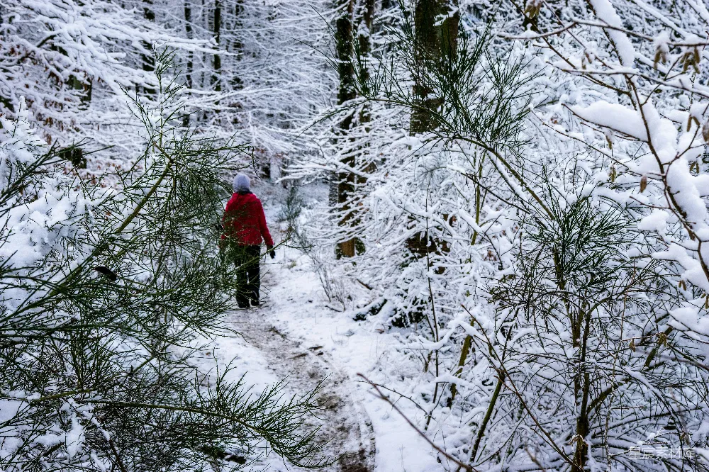 高清摄影 冬季 自然 户外 休闲 风景 雪林漫步