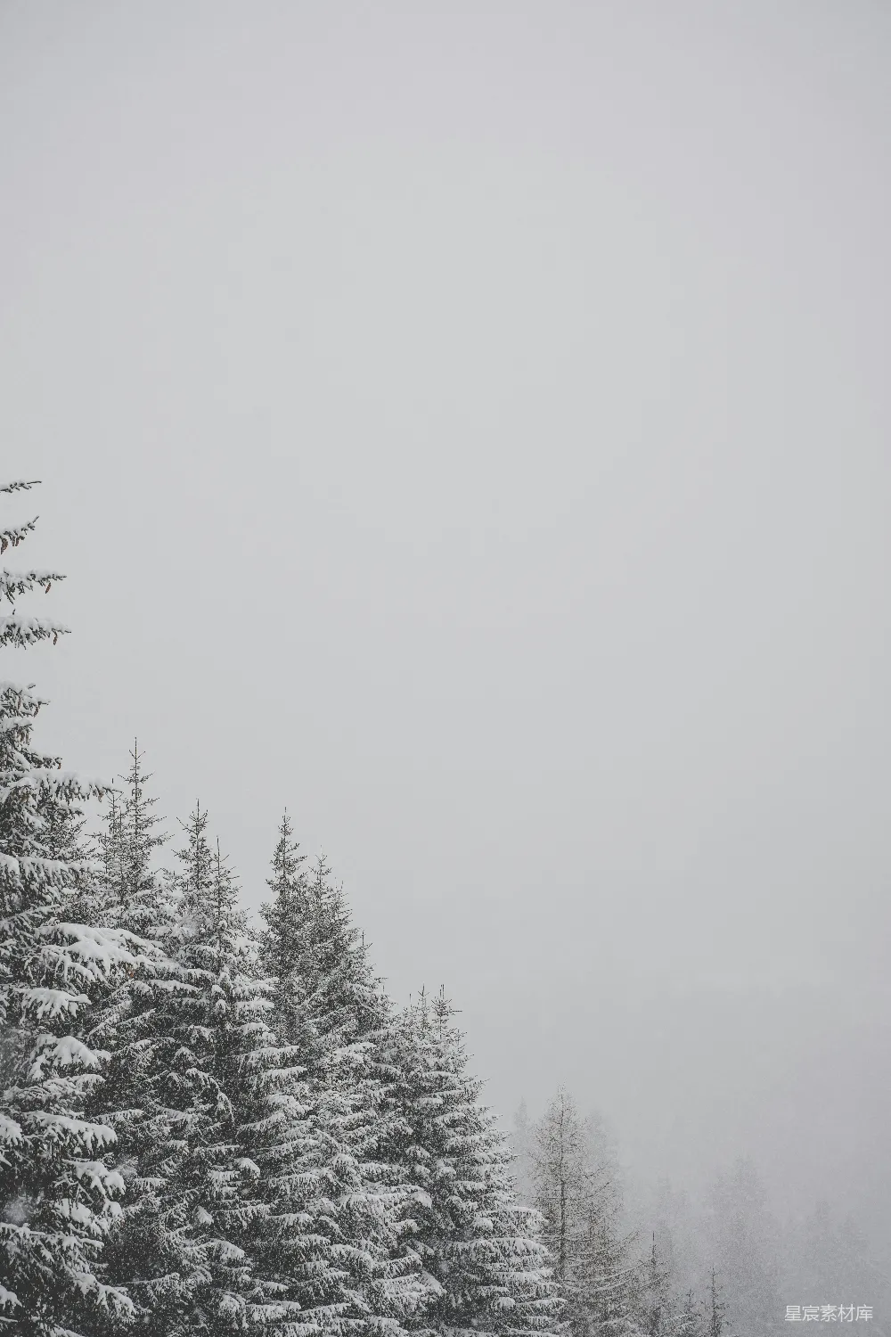 高清摄影 雪景 松树 自然风光 冬季 宁静 雪中的松树林