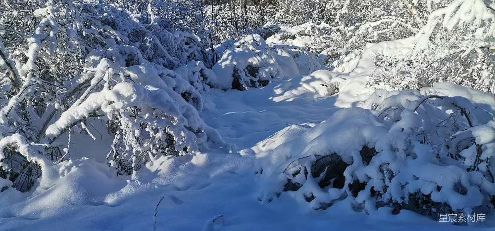 高清摄影 雪景 自然 冬季 森林 宁静 雪后的静谧森林