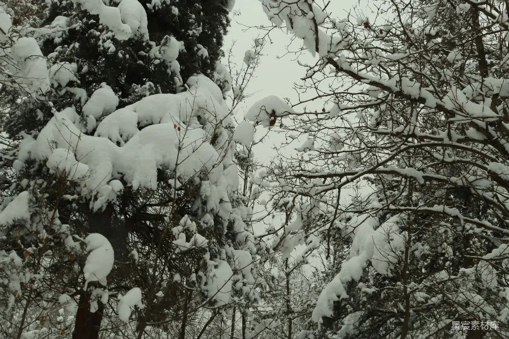 高清摄影 雪景 自然 冬季 松柏 雪后松柏