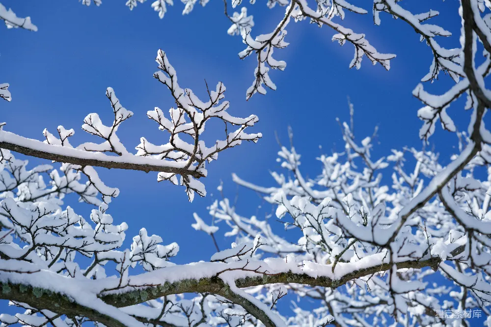 高清摄影 雪景 冬季 自然风光 蓝调天空 静谧 冬日晴空下的雪树