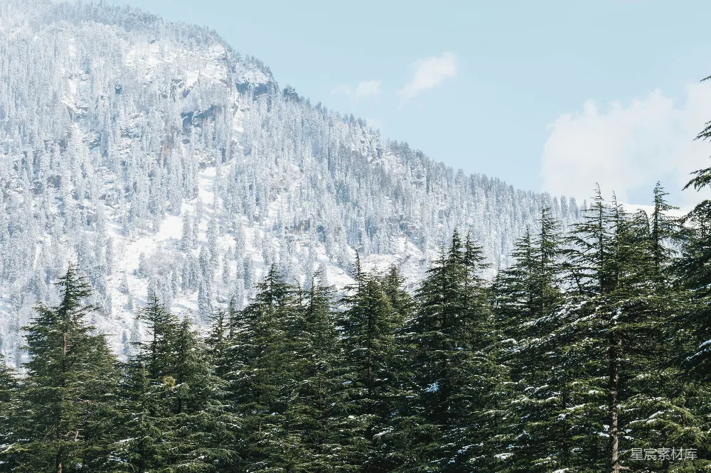 高清摄影 雪景 松树 山脉 冬季 自然 雪景中的松树林