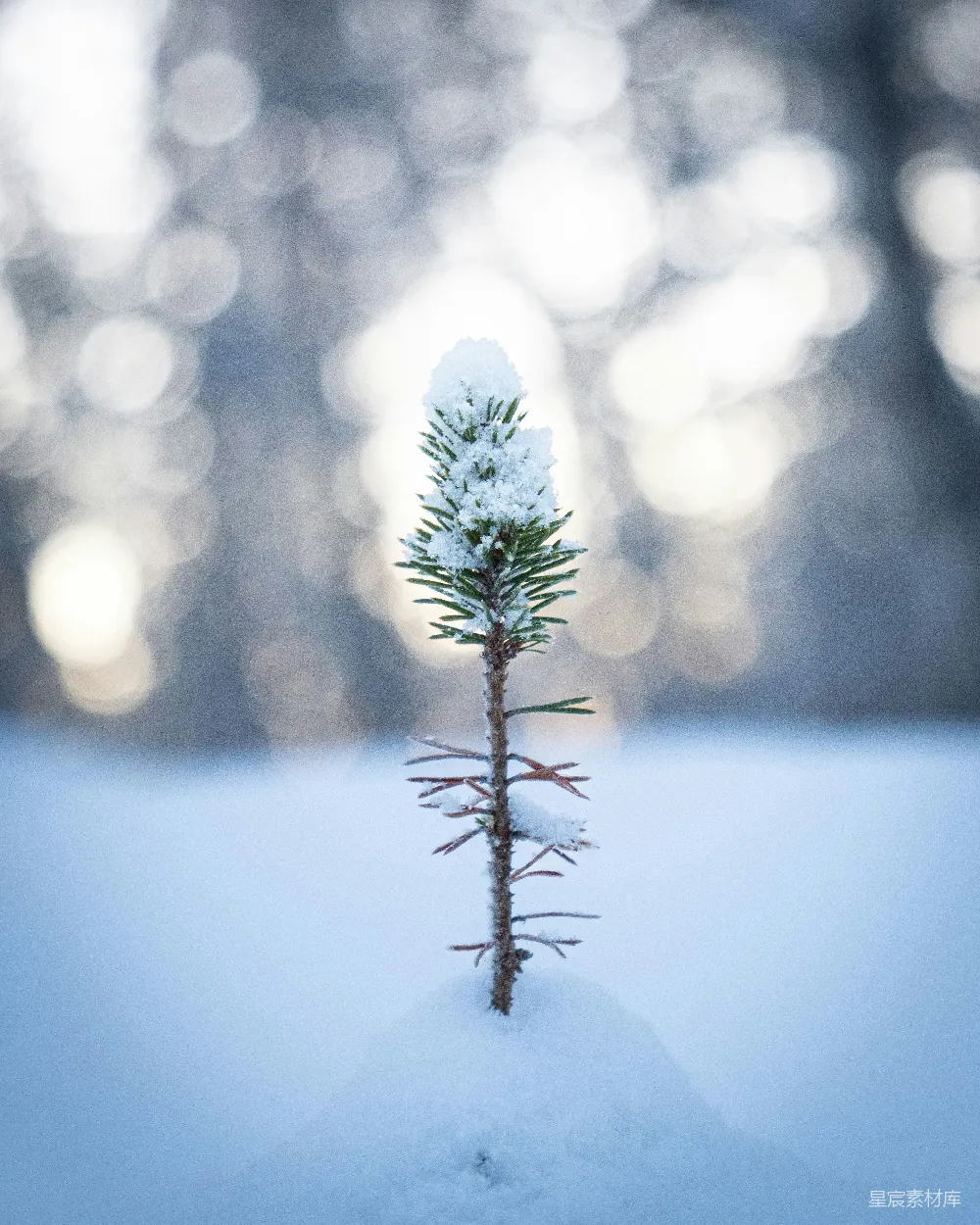 高清摄影 冬季 自然 雪景 松枝 宁静 冬日雪景中的松枝