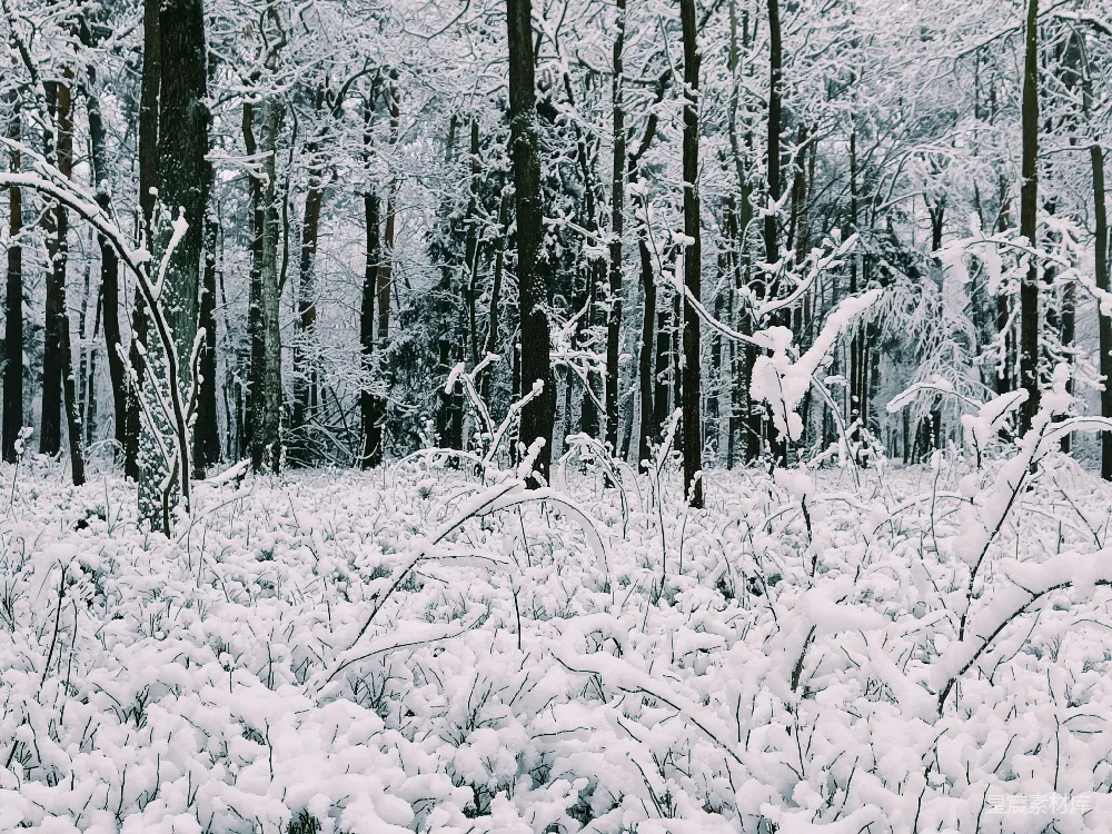 高清摄影 雪景 冬季 自然 宁静 森林 雪后森林