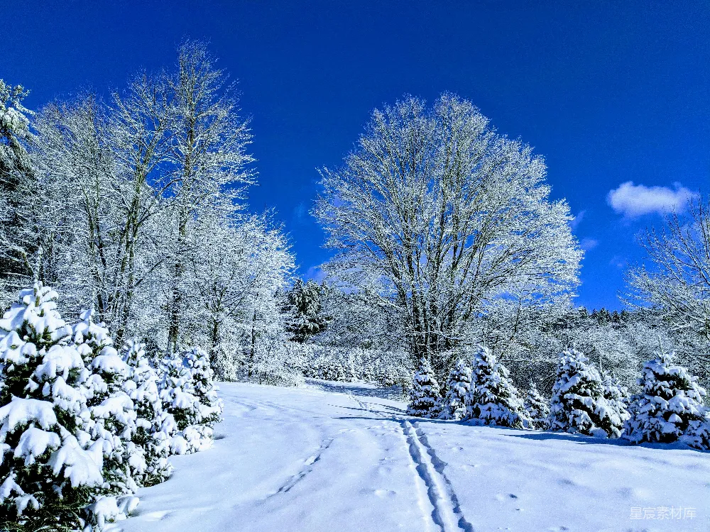 高清摄影 雪景 冬季 自然风光 森林 宁静 冬日雪景：静谧森林