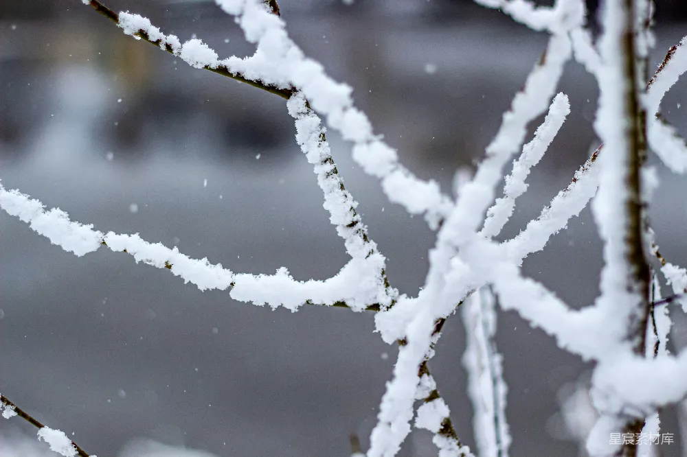 高清摄影 雪景 自然 冬季 冷色调 宁静 冬日雪景中的树枝