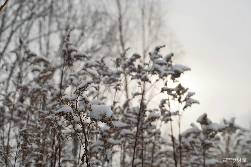 高清摄影 冬季 雪景 枯草 自然 宁静 冬日雪景中的枯草