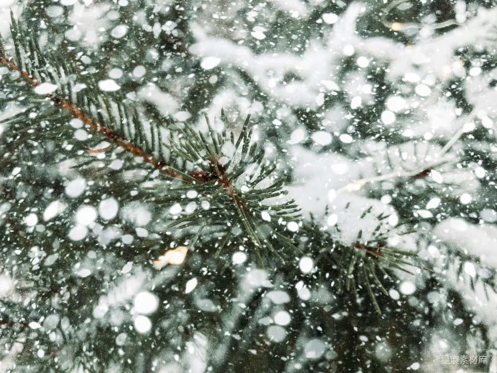 高清摄影 雪景 自然 冬日 松树 宁静 雪中的松针