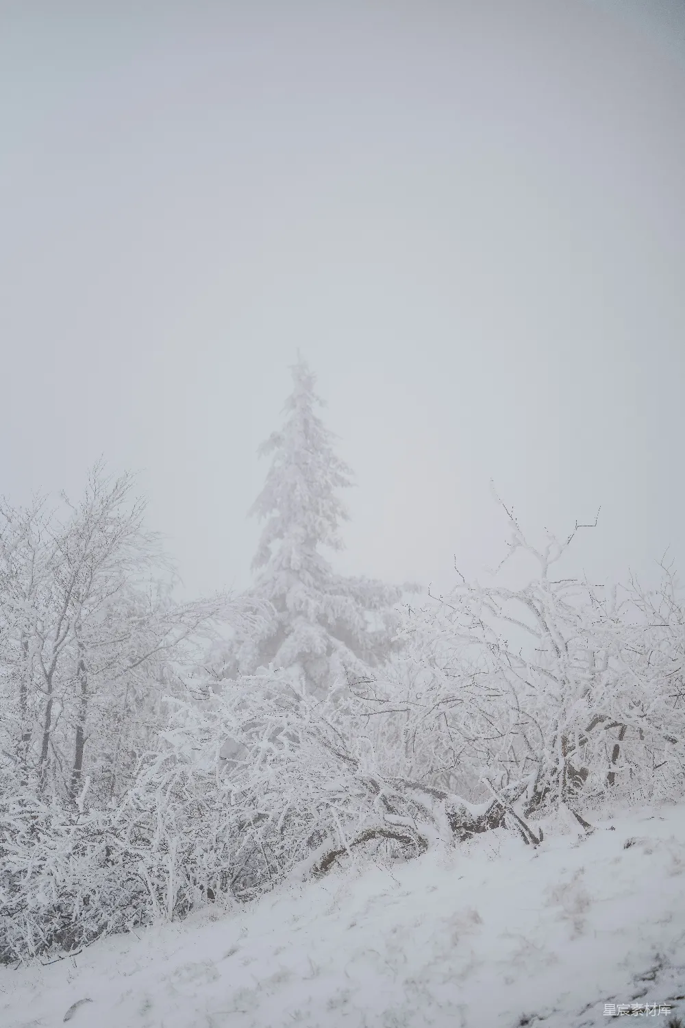 高清摄影 雪景 冬季 自然风光 宁静 户外 冬日雪景