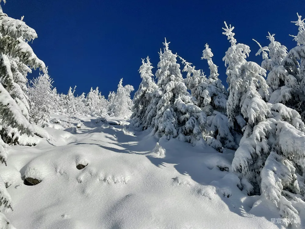 高清摄影 雪景 松树 冬季 自然风光 户外 冬日雪景下的松树林