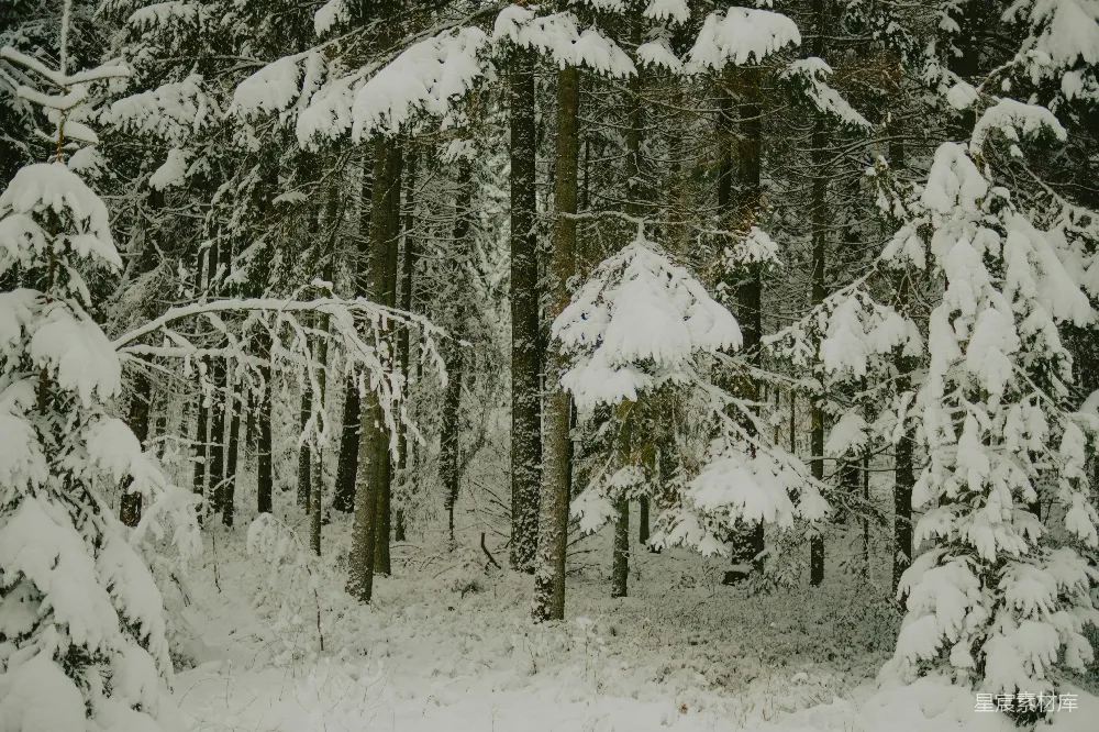 高清摄影 雪景 森林 冬季 自然 宁静 冬日雪林