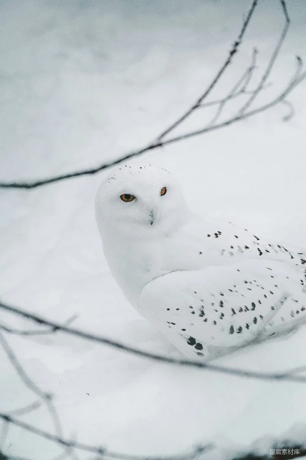 高清摄影 雪鸮 冬季 鸟类 自然 动物 雪地里的雪鸮