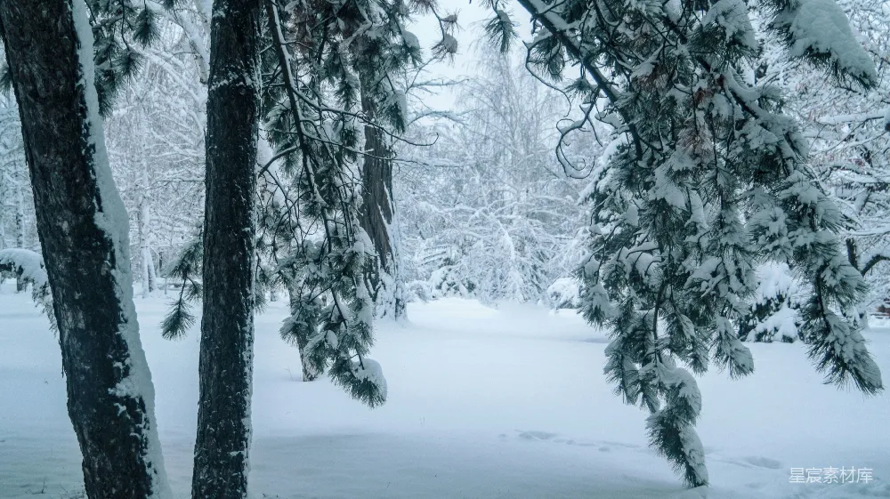 高清摄影 雪景 自然风光 冬季 森林 宁静 雪后的松树林