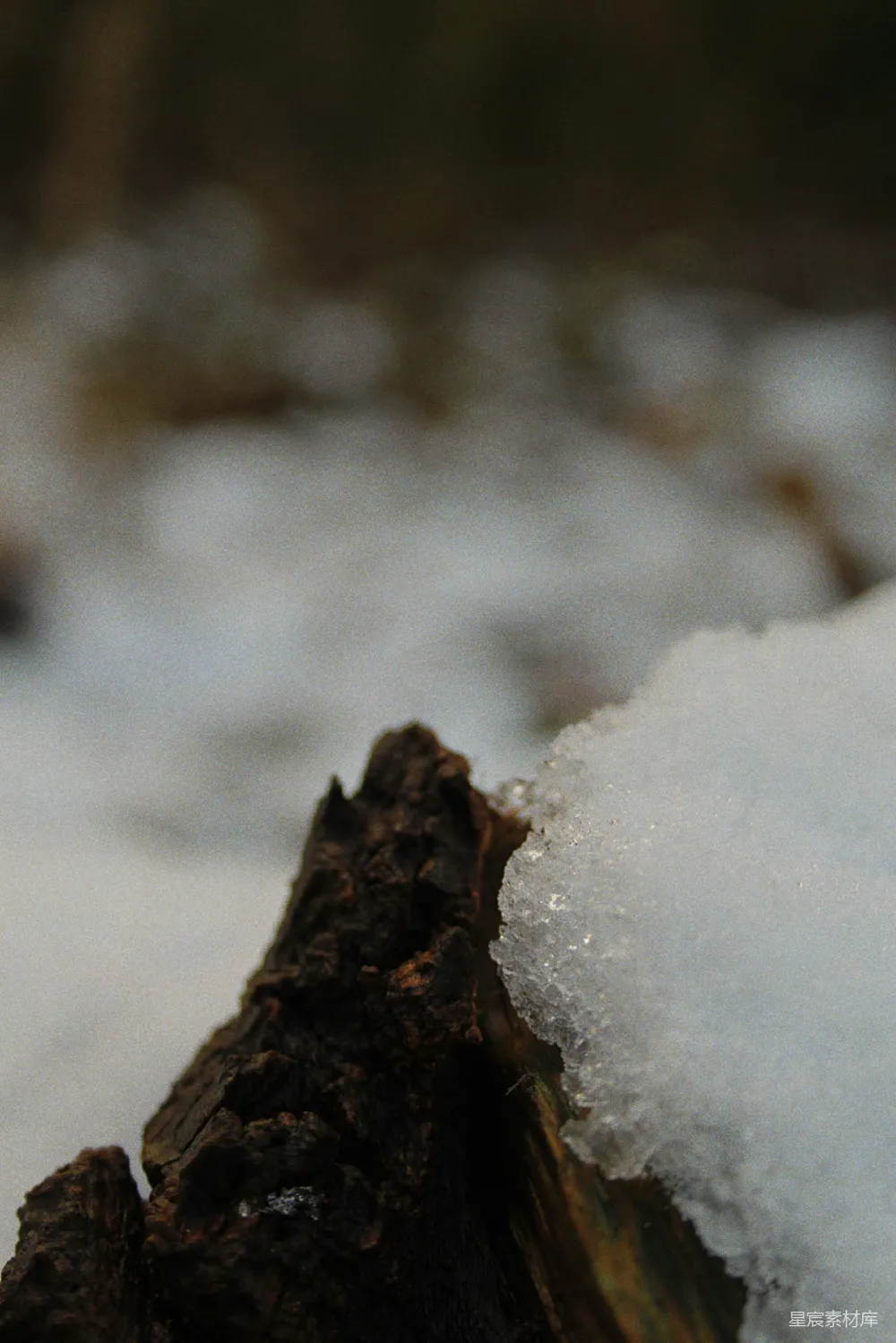 高清摄影 雪 冬季 自然 微观 寒冷 雪融化的小树枝