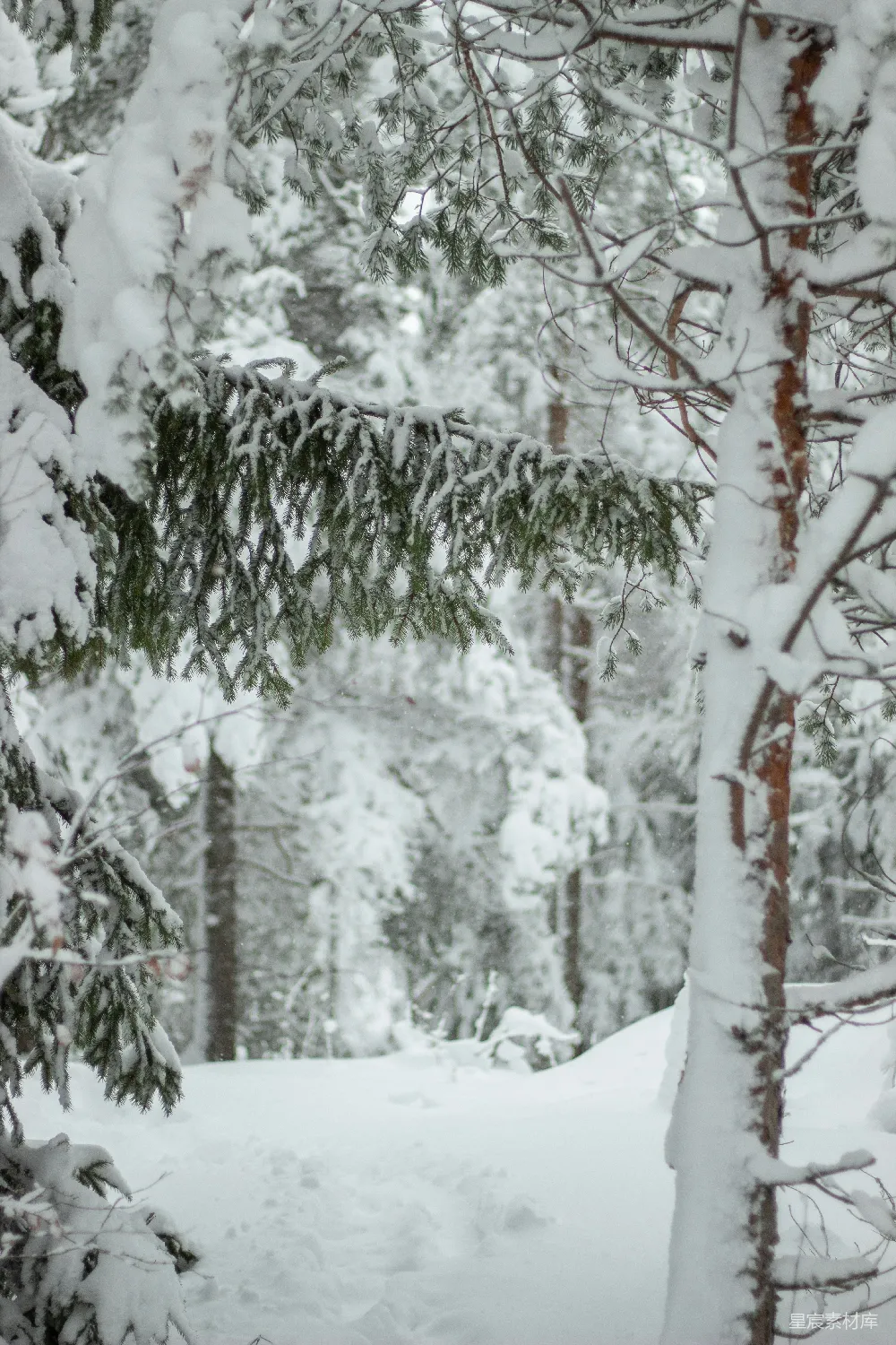 高清摄影 雪景 自然 冬季 森林 宁静 雪后的松树林