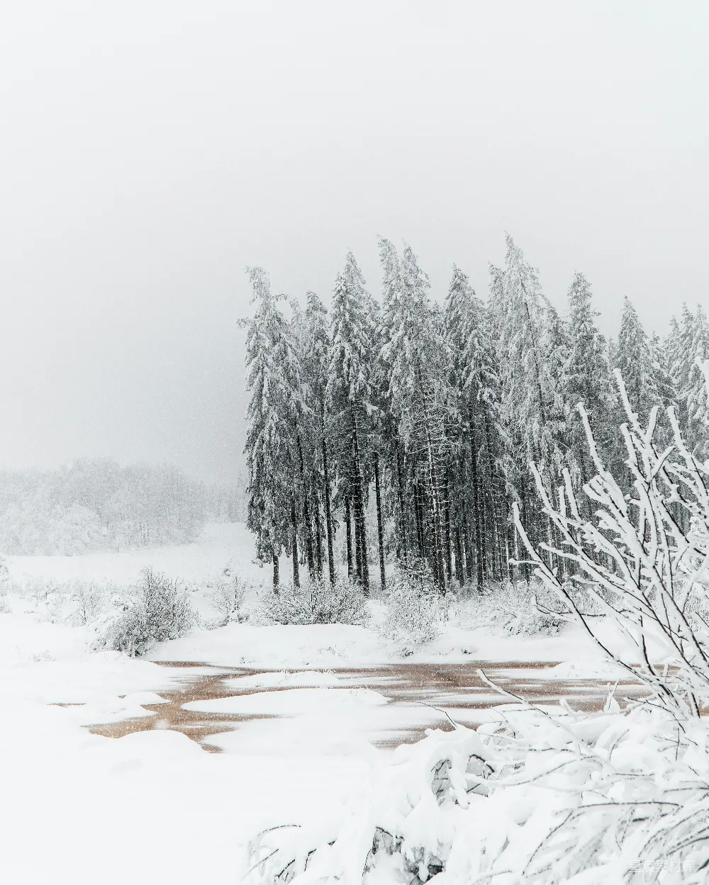 高清摄影 雪景 自然 冬季 宁静 森林 雪中的森林