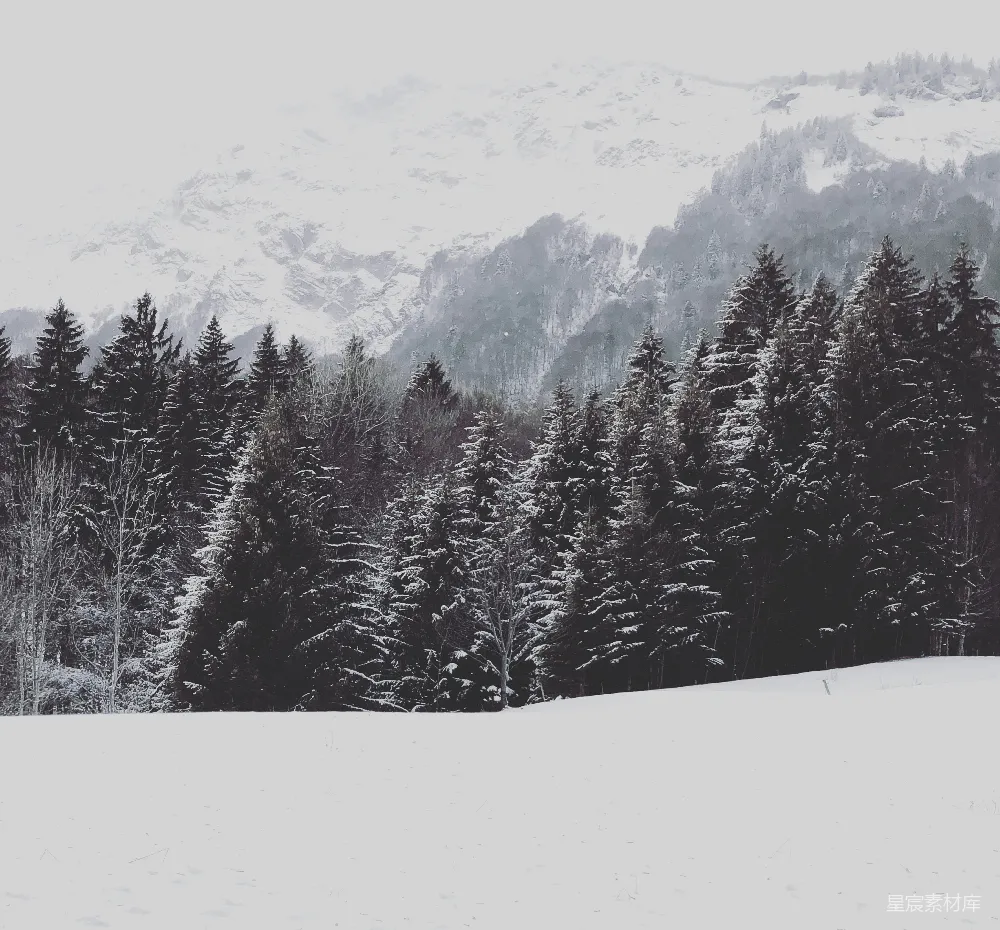 高清摄影 冬季 自然风光 雪景 松林 宁静 冬日雪景中的松树林