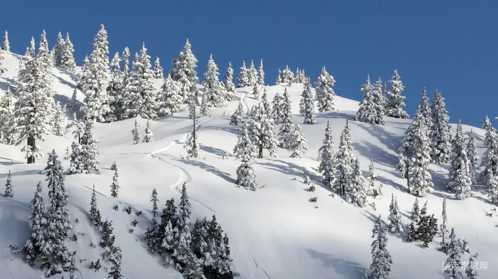 高清摄影 雪景 森林 自然 冬季 户外 冬日雪林