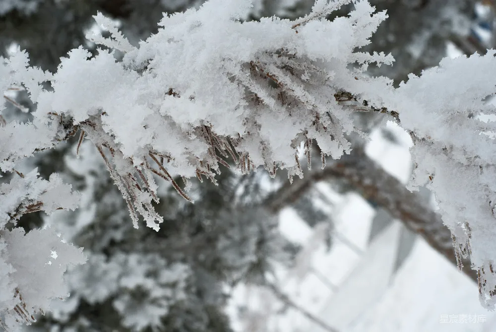 高清摄影 雪景 自然 冬季 松树 宁静 冬日雪景中的松枝