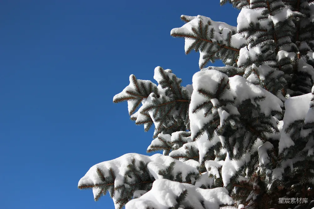 高清摄影 雪景 自然风光 冬季 户外 冷色调 雪后的松树枝